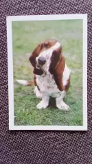 Карманный календарик : Собака Бассет 1990 г. (Фауна Животные)