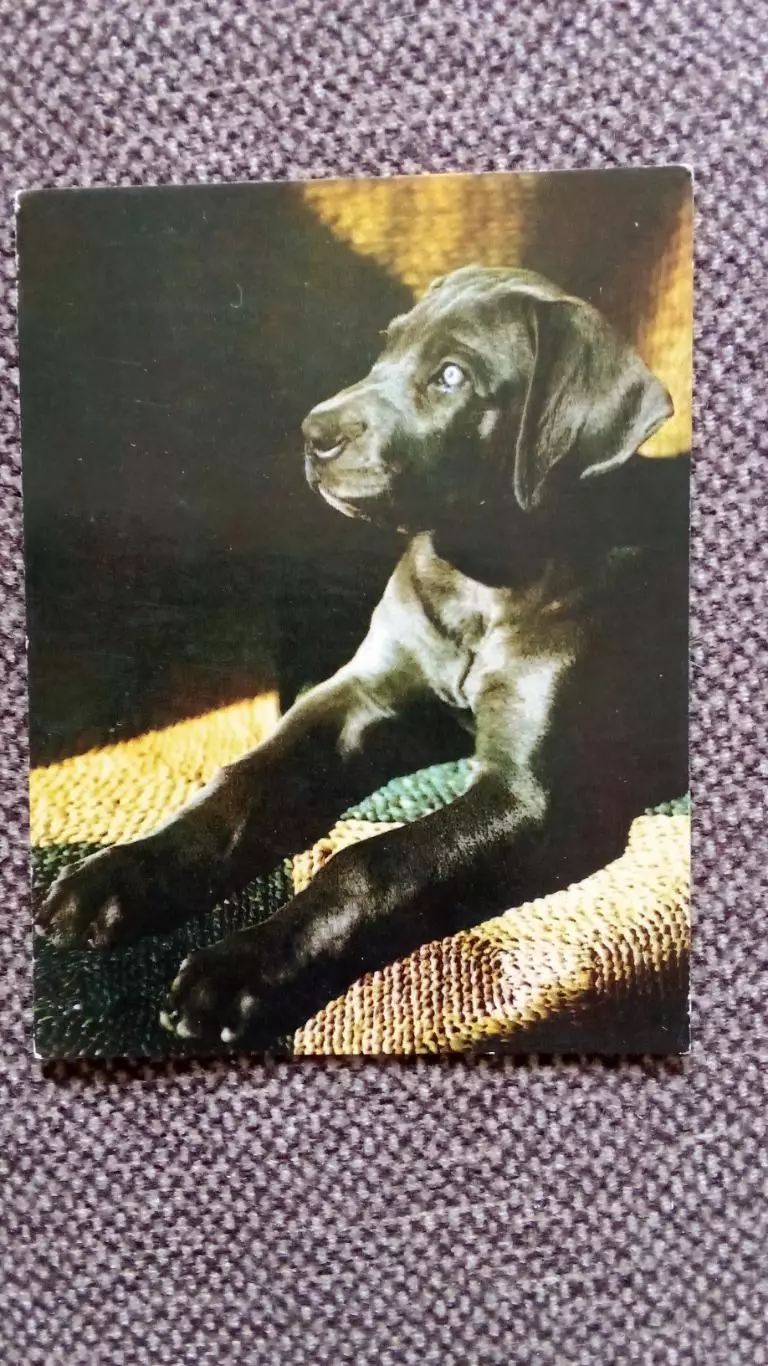 Карманный календарик : Собака Дог 1988 г. (Фауна Животные)