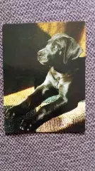 Карманный календарик : Собака Дог 1988 г. (Фауна Животные)