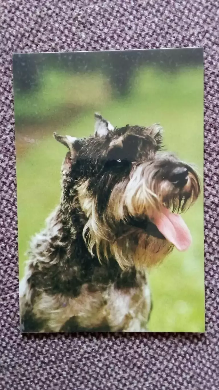 Карманный календарик : Собака Миттель - Шнауцер 1990 г. (Фауна Животные)