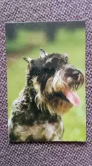 Карманный календарик : Собака Миттель - Шнауцер 1990 г. (Фауна Животные)