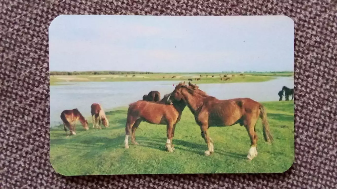 Карманный календарик : Нежность 1990 г. Лошадь Конь Фауна Животные