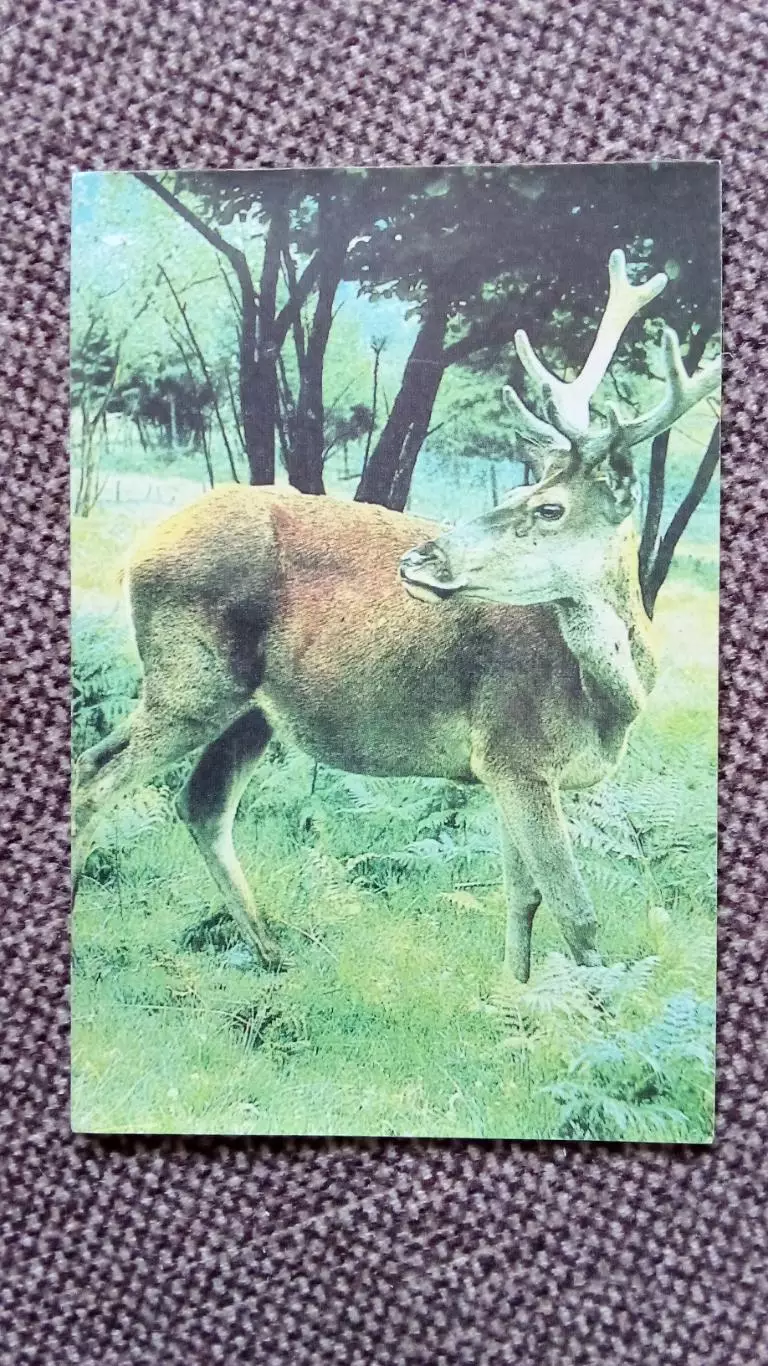 Карманный календарик : Олень 1989 г. (Фауна Животные)