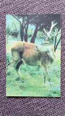Карманный календарик : Олень 1989 г. (Фауна Животные)