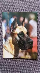 Карманный календарик : Собака Дог 1990 г. ( Фауна Животные)