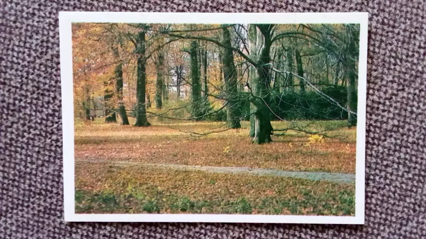 Карманный календарик : Осенний лес 1988 г. Природа Флора Осенний пейзаж