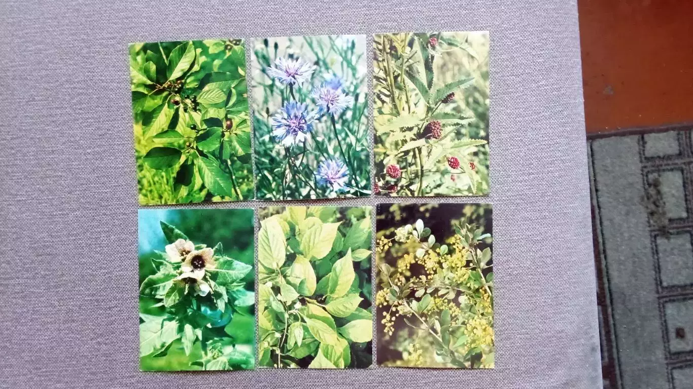 Лекарственные растения 1978 г. полный набор - 25 открыток Флора Цветы 2