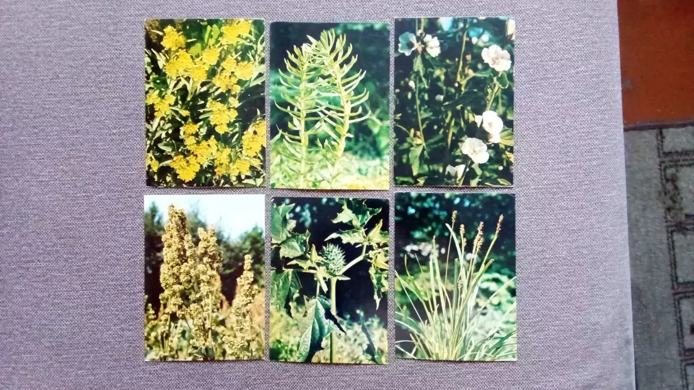 Лекарственные растения 1978 г. полный набор - 25 открыток Флора Цветы 3
