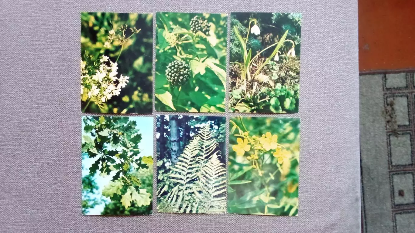 Лекарственные растения 1978 г. полный набор - 25 открыток Флора Цветы 4
