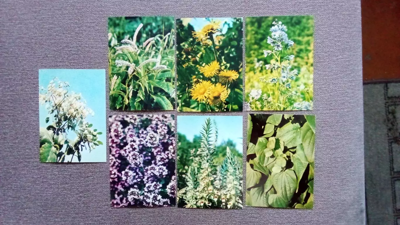 Лекарственные растения 1978 г. полный набор - 25 открыток Флора Цветы 5