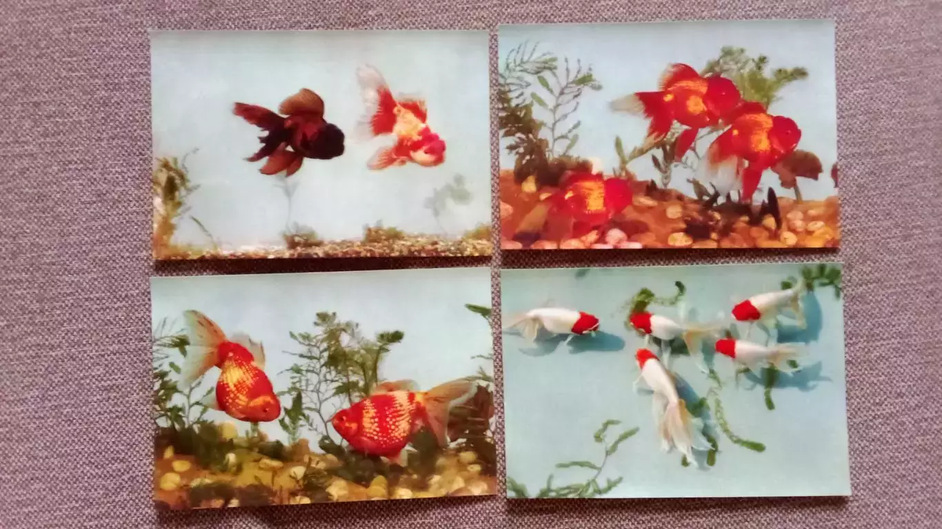 Китай (China) : Золотые рыбки (Goldfische) 1964 г. полный набор - 14 открыток 3