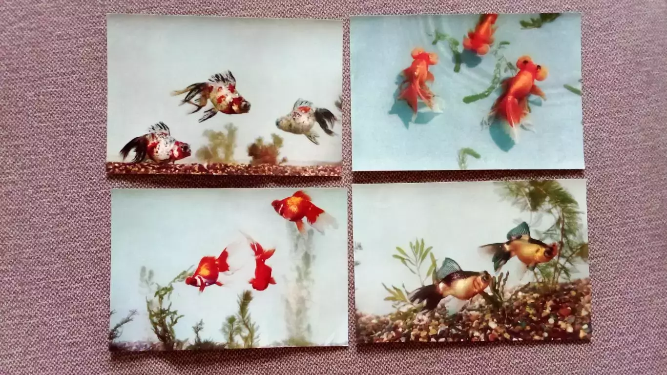 Китай (China) : Золотые рыбки (Goldfische) 1964 г. полный набор - 14 открыток 4