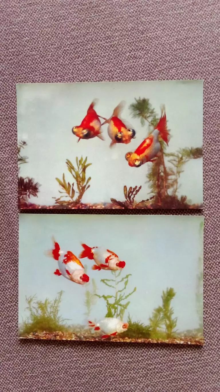 Китай (China) : Золотые рыбки (Goldfische) 1964 г. полный набор - 14 открыток 5