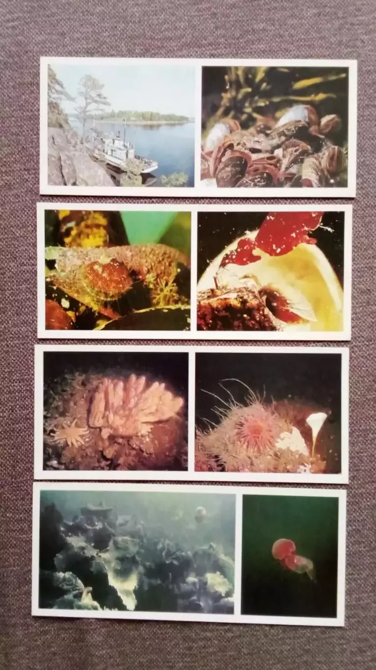 Подводный мир Белого моря 1980 г. полный набор - 15 открыток (флора и фауна) 2