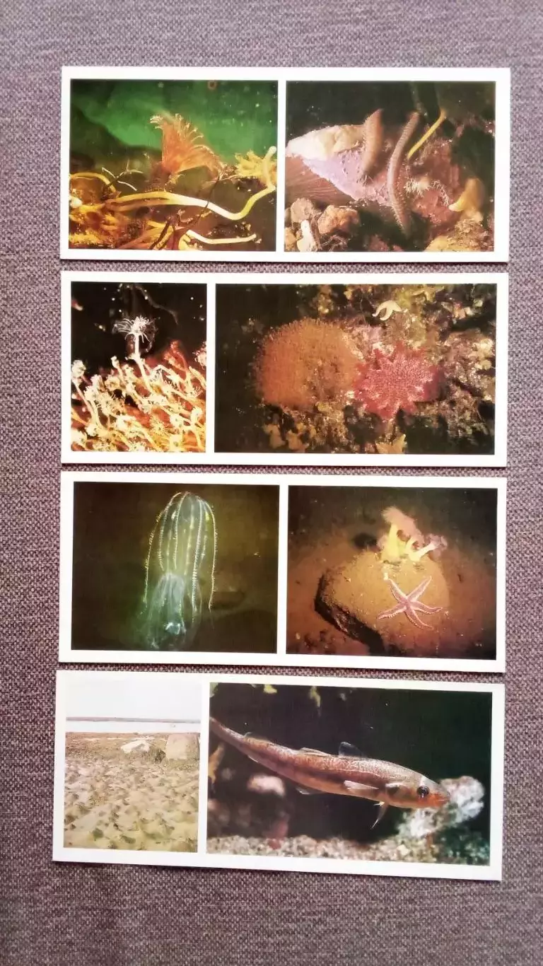Подводный мир Белого моря 1980 г. полный набор - 15 открыток (флора и фауна) 3