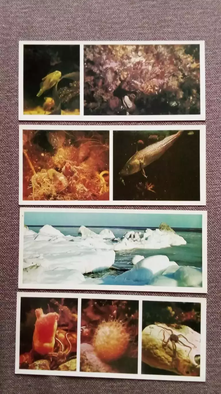Подводный мир Белого моря 1980 г. полный набор - 15 открыток (флора и фауна) 4