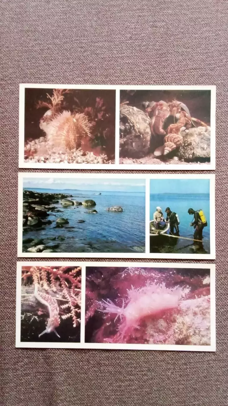 Подводный мир Белого моря 1980 г. полный набор - 15 открыток (флора и фауна) 5
