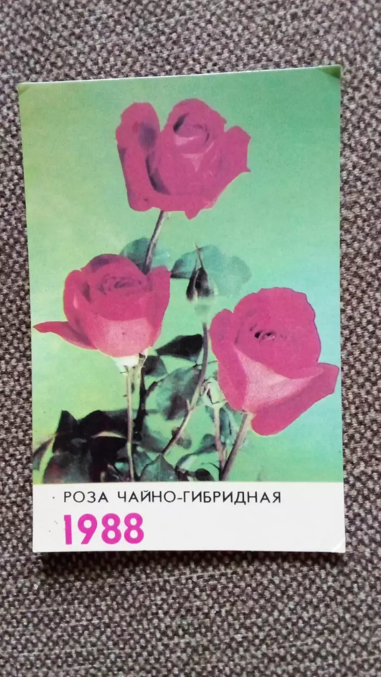 Карманный календарик : Роза чайно-гибридная 1988 г. Растения Флора Цветы