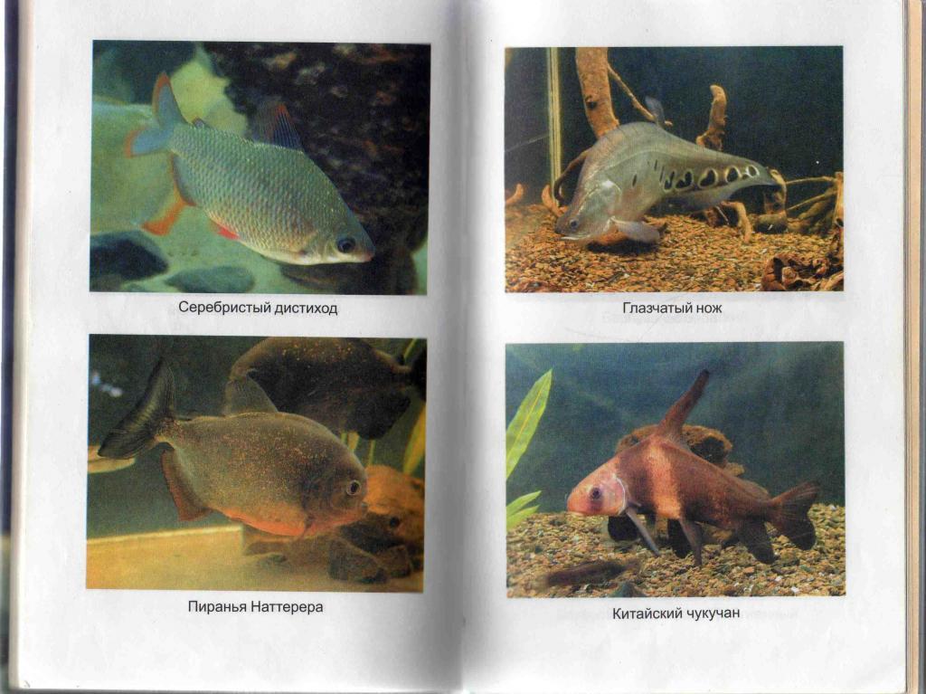 Иллюстрированная энциклопедия аквариумиста ( Феникс 2000 г. ) Аквариум 2