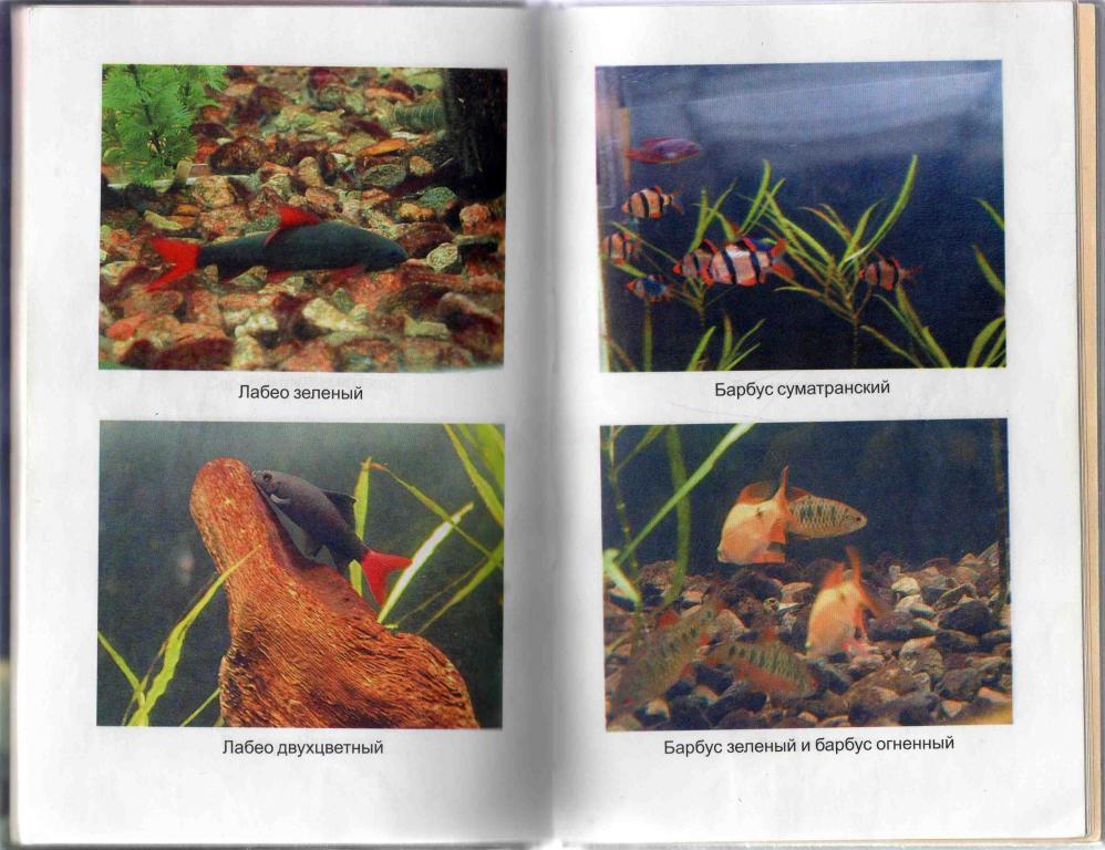 Иллюстрированная энциклопедия аквариумиста ( Феникс 2000 г. ) Аквариум 3