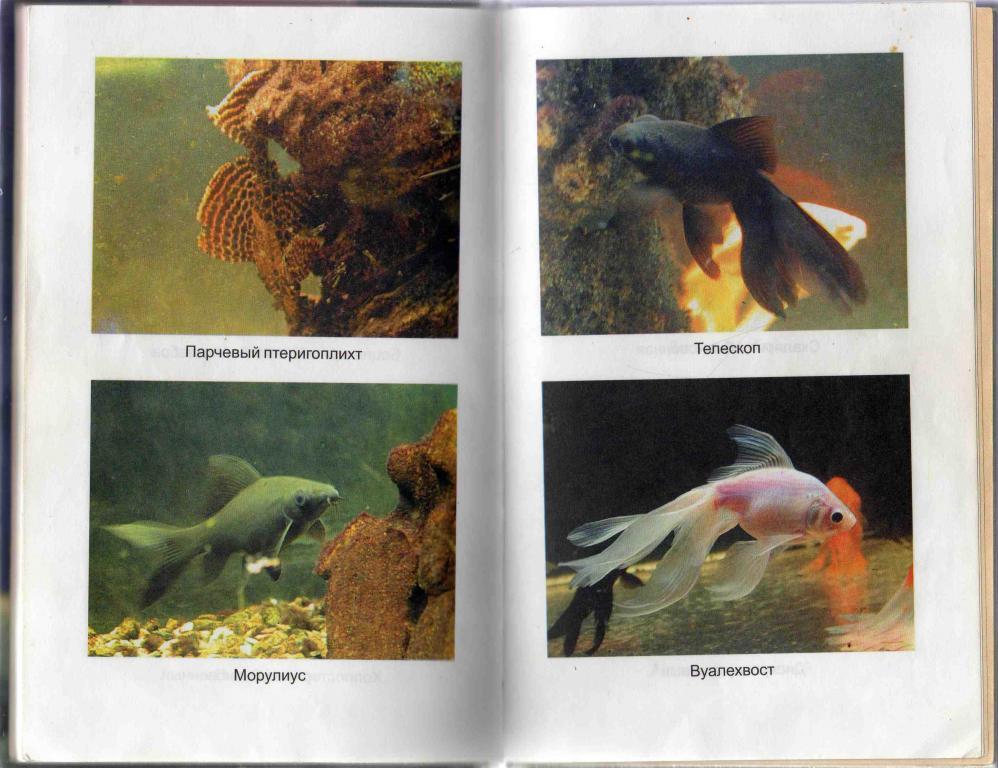 Иллюстрированная энциклопедия аквариумиста ( Феникс 2000 г. ) Аквариум 5