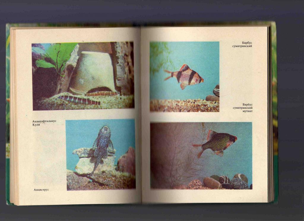 Словарь - справочник аквариумиста 1990 г. Аквариум 2