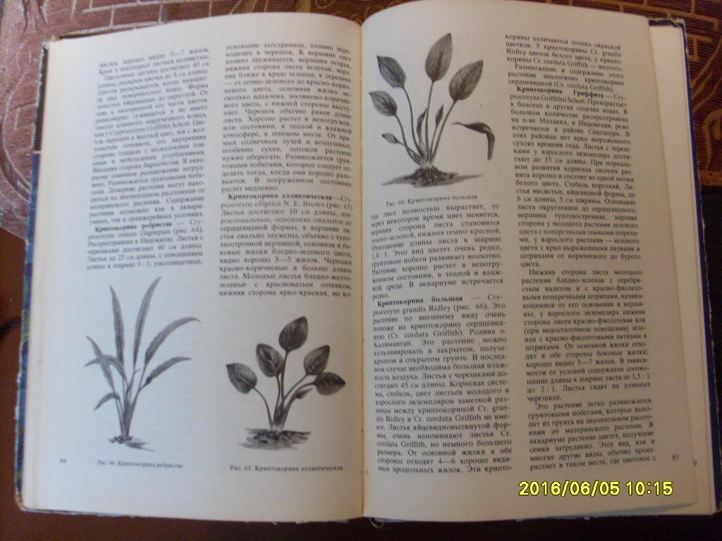 В.С.ЖдановАквариумные растения 1973 г. Аквариум 2