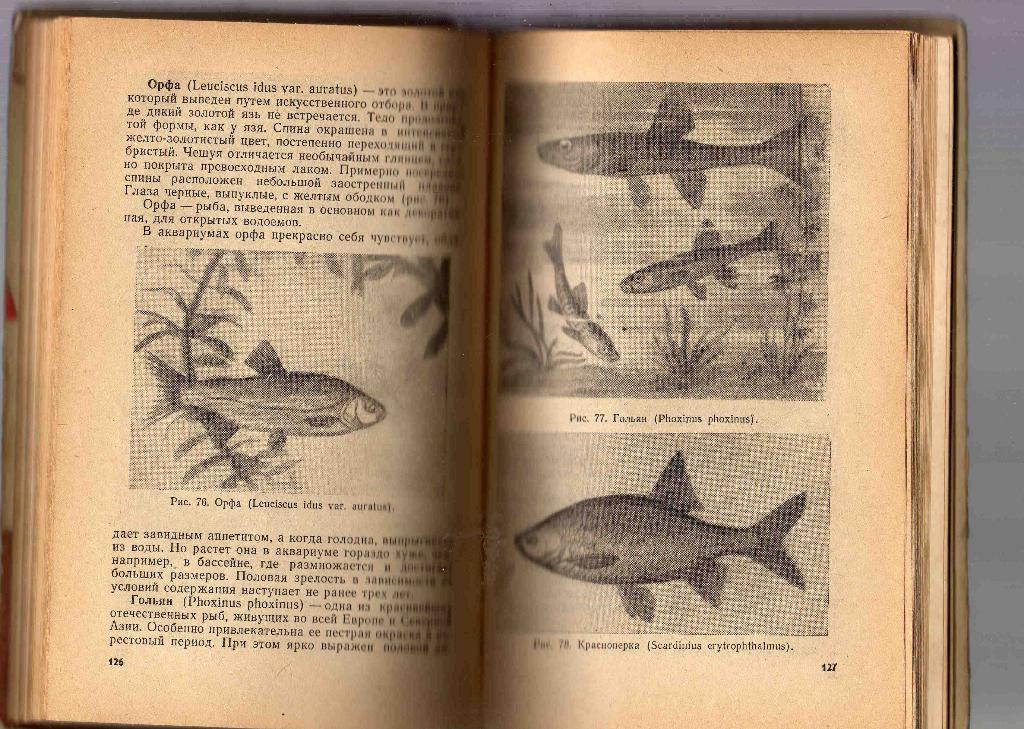 Комнатный аквариум ( издание 1965 г. ) 1