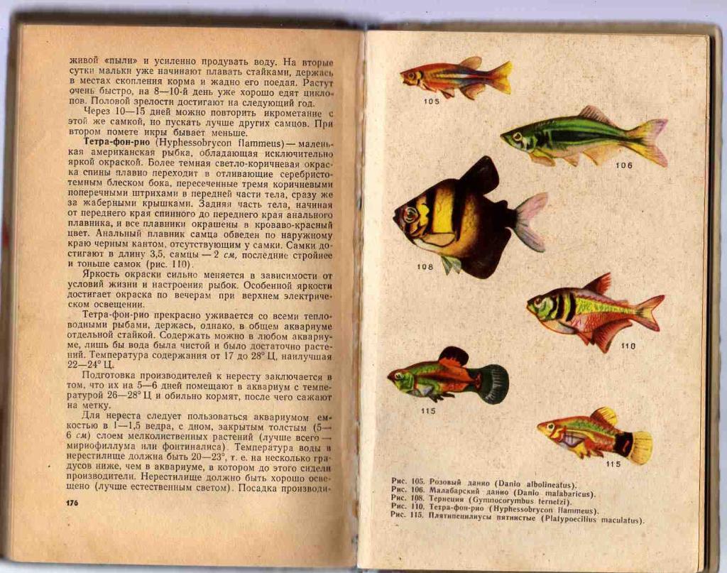 Комнатный аквариум ( издание 1965 г. ) 3
