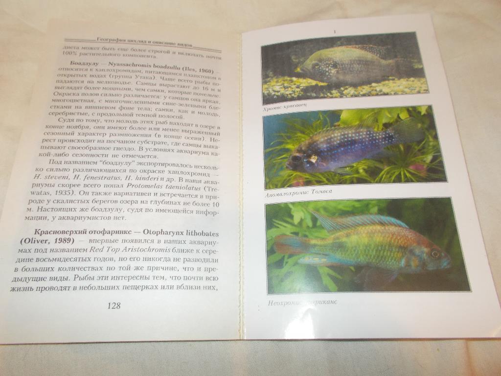 Аквариум Аквариумные рыбки - Цихлиды в аквариуме ( 2005 г. ) 4