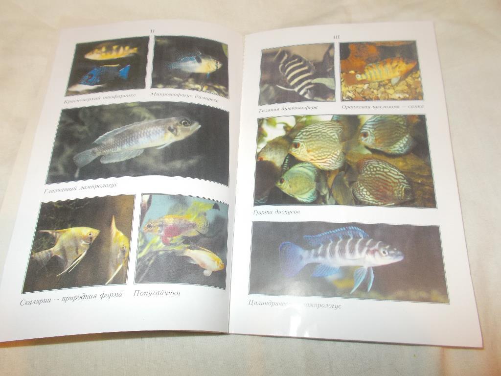 Аквариум Аквариумные рыбки - Цихлиды в аквариуме ( 2005 г. ) 5