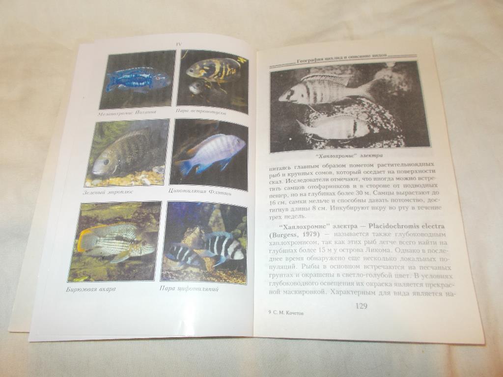 Аквариум Аквариумные рыбки - Цихлиды в аквариуме ( 2005 г. ) 6
