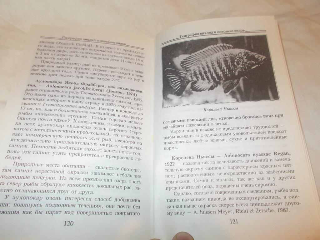 Аквариум Аквариумные рыбки - Цихлиды в аквариуме ( 2005 г. ) 7