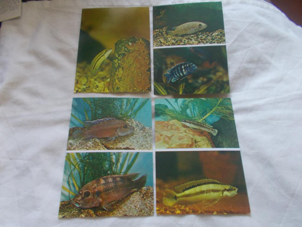 Пёстрый мир аквариума Выпуск № 3 (1983 г.) полный набор - 25 открыток ( Рыбки ) 1