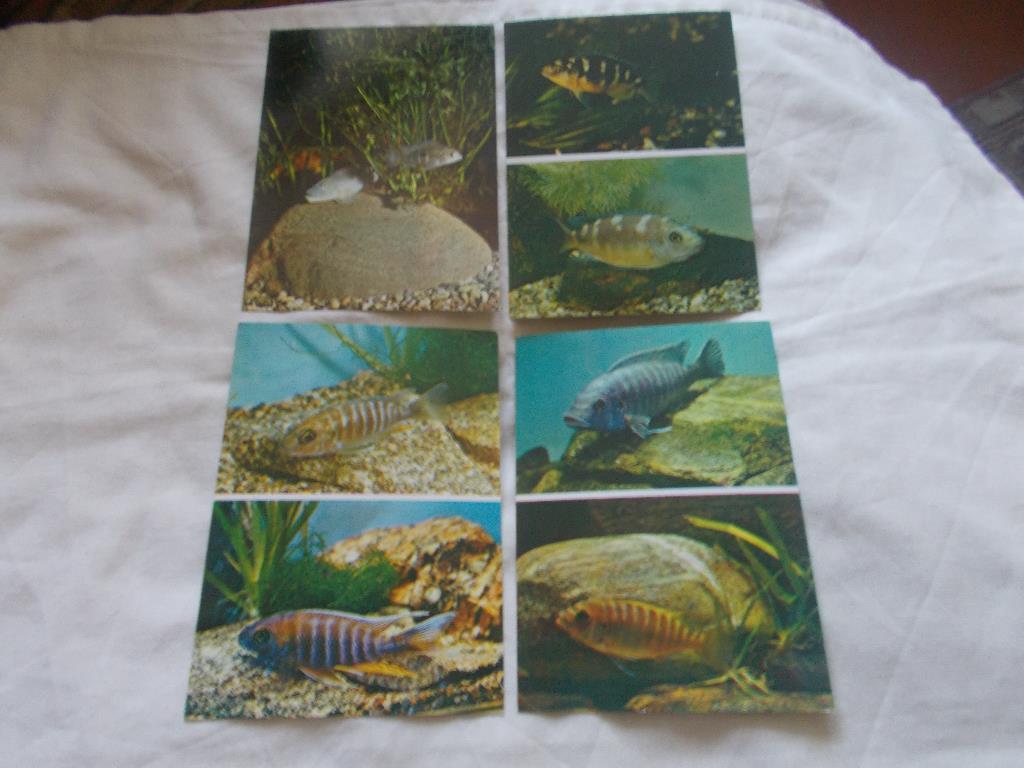 Пёстрый мир аквариума Выпуск № 3 (1983 г.) полный набор - 25 открыток ( Рыбки ) 2
