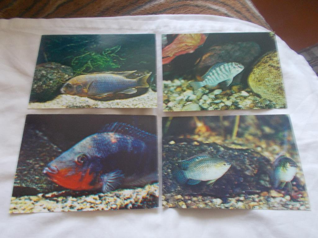 Пёстрый мир аквариума Выпуск № 3 (1983 г.) полный набор - 25 открыток ( Рыбки ) 3