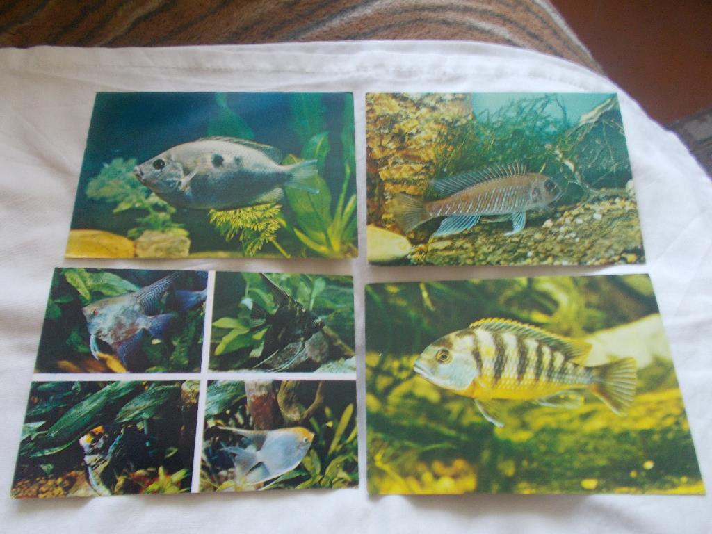 Пёстрый мир аквариума Выпуск № 3 (1983 г.) полный набор - 25 открыток ( Рыбки ) 4
