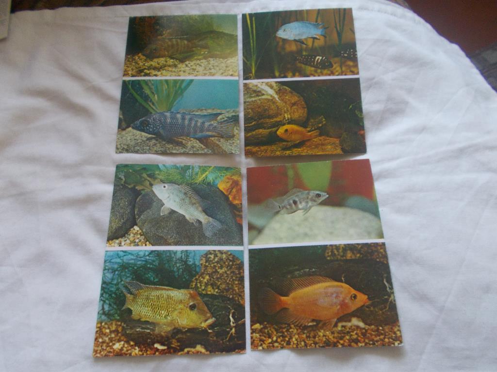 Пёстрый мир аквариума Выпуск № 3 (1983 г.) полный набор - 25 открыток ( Рыбки ) 5