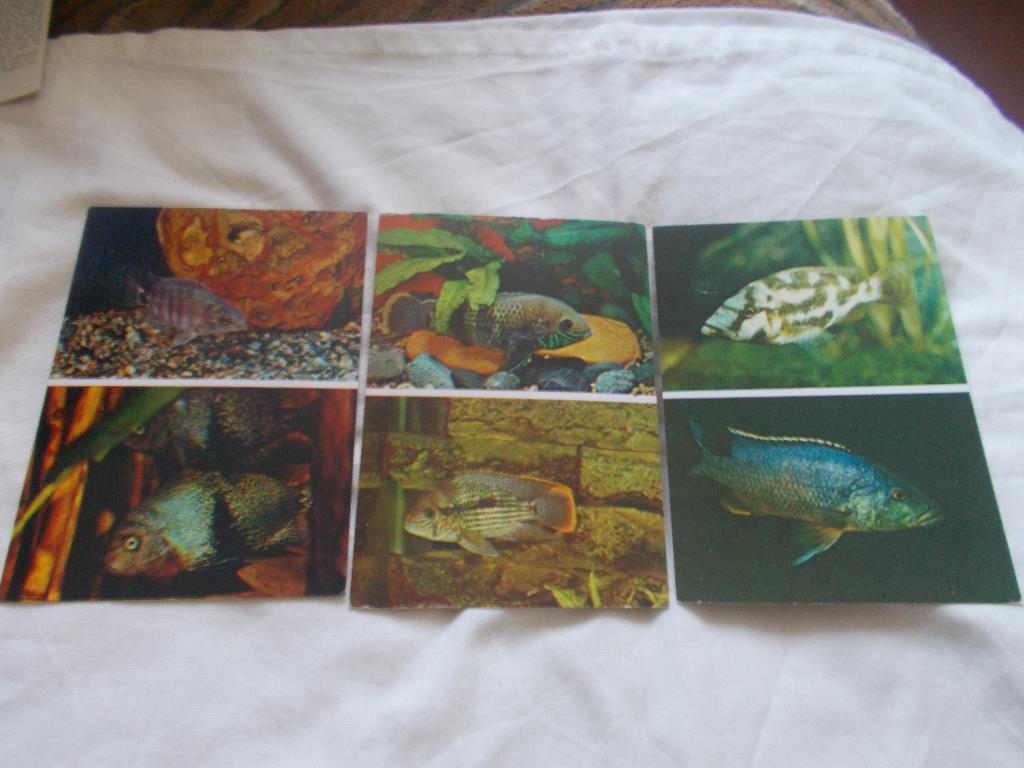 Пёстрый мир аквариума Выпуск № 3 (1983 г.) полный набор - 25 открыток ( Рыбки ) 6