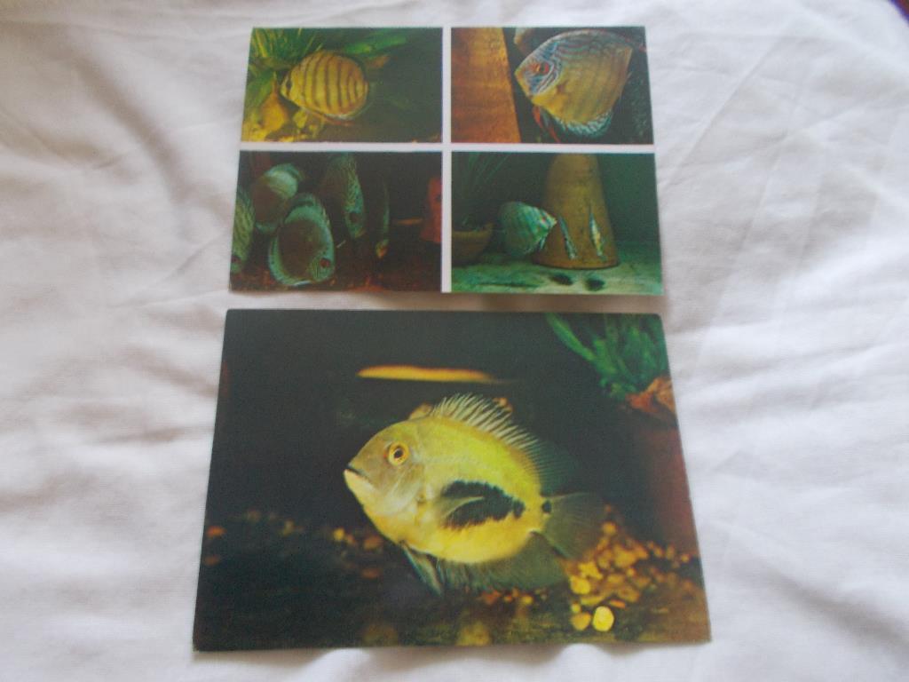 Пёстрый мир аквариума Выпуск № 3 (1983 г.) полный набор - 25 открыток ( Рыбки ) 7