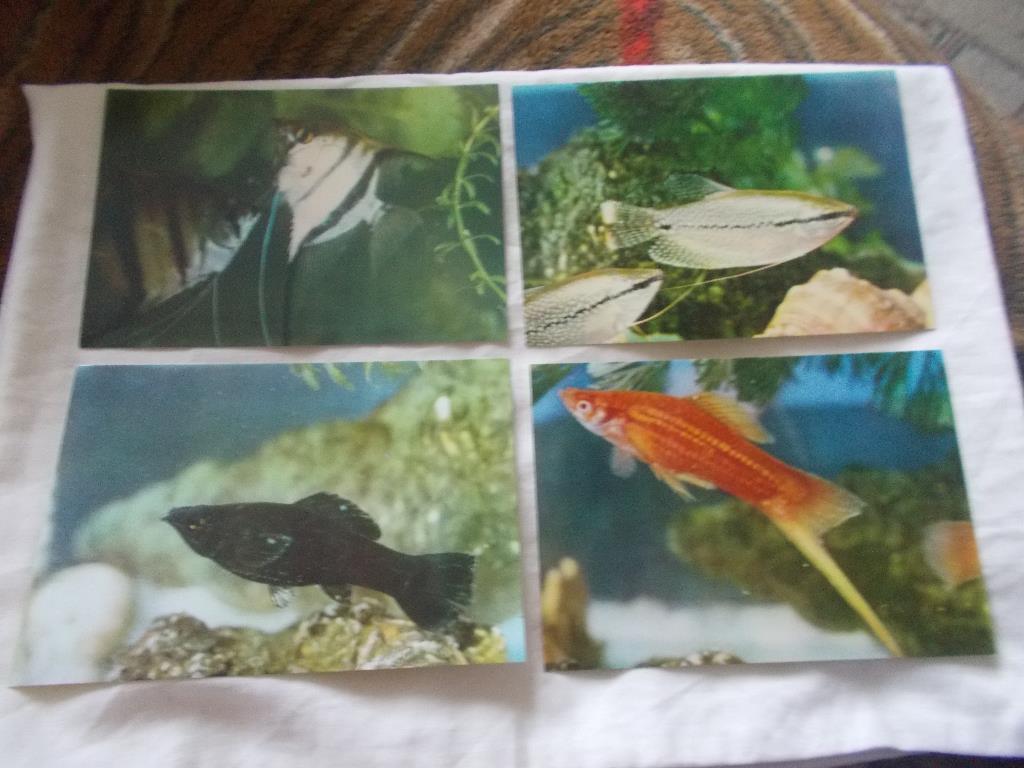 Вьетнам Аквариумные рыбки (полный набор - 12 открыток) 70 - е годы (чистые) 2