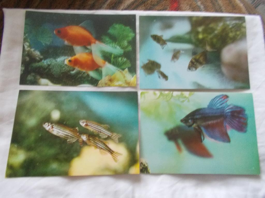 Вьетнам Аквариумные рыбки (полный набор - 12 открыток) 70 - е годы (чистые) 3