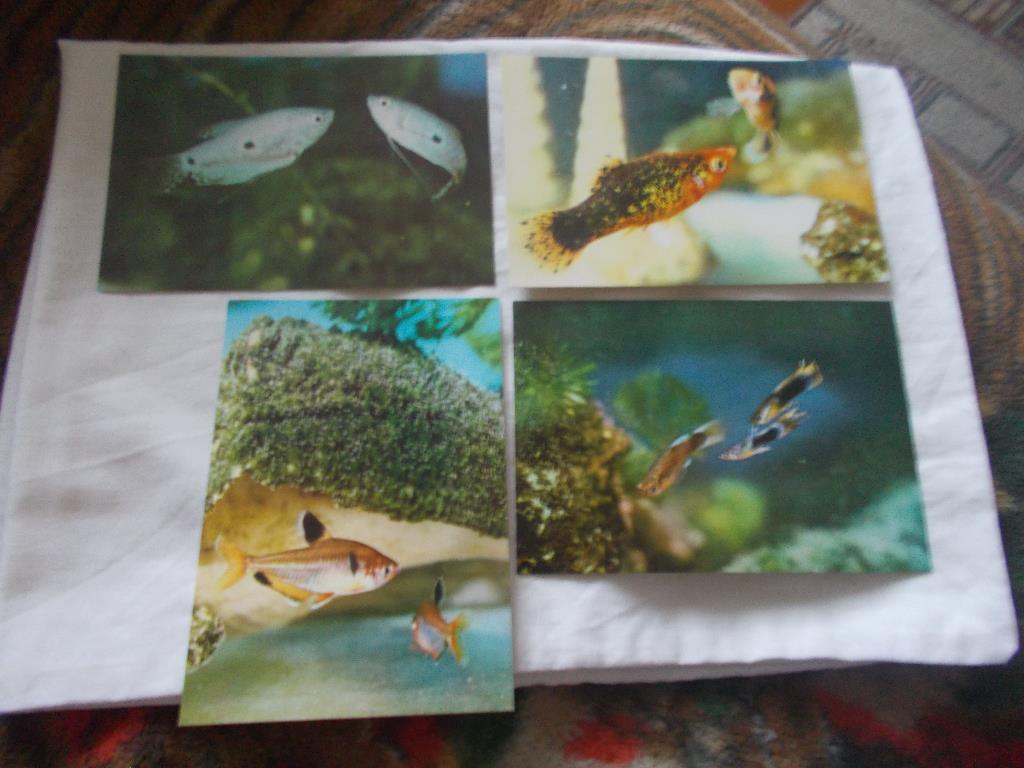 Вьетнам Аквариумные рыбки (полный набор - 12 открыток) 70 - е годы (чистые) 4