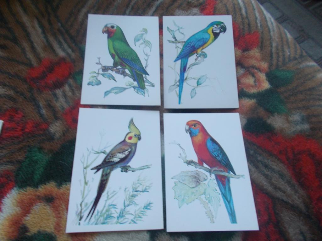 Попугаи 1981 г. (полный набор - 16 открыток) чистые , в идеале (Птицы , фауна) 2