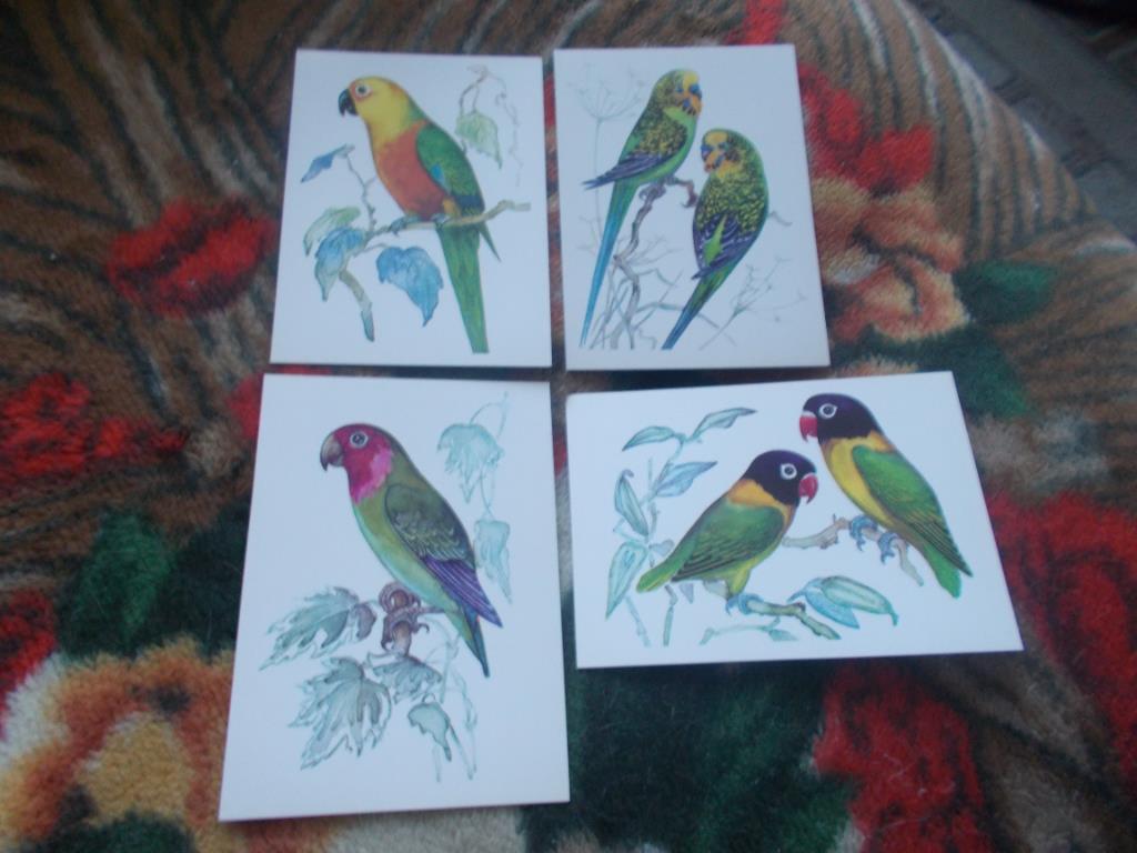 Попугаи 1981 г. (полный набор - 16 открыток) чистые , в идеале (Птицы , фауна) 4