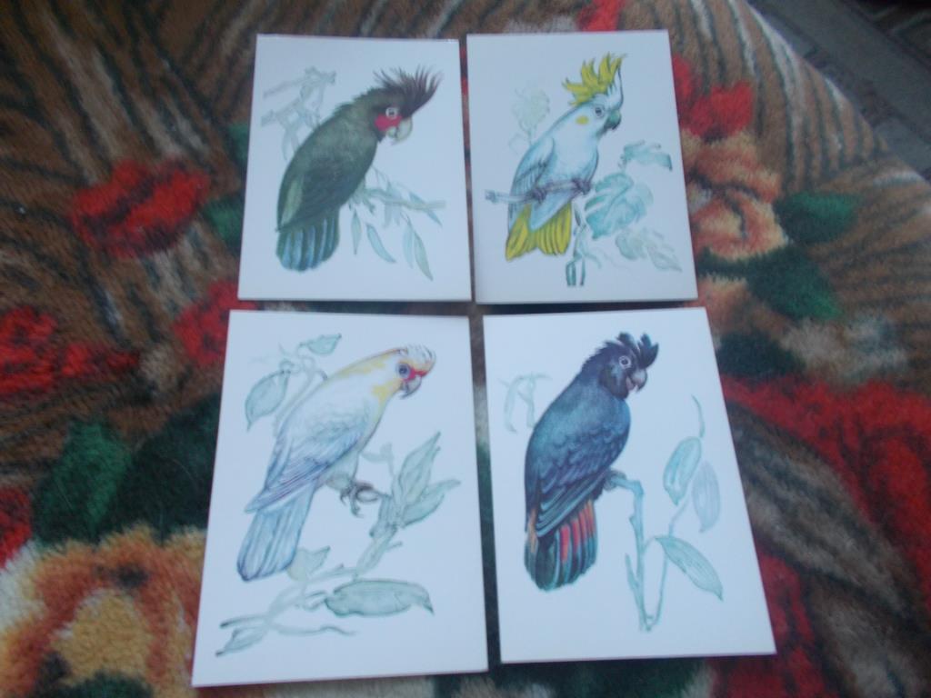 Попугаи 1981 г. (полный набор - 16 открыток) чистые , в идеале (Птицы , фауна) 5