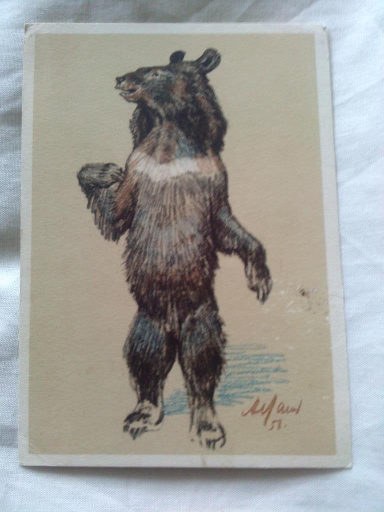 Гималайский медведь ( 1956 г. ) Животные , фауна