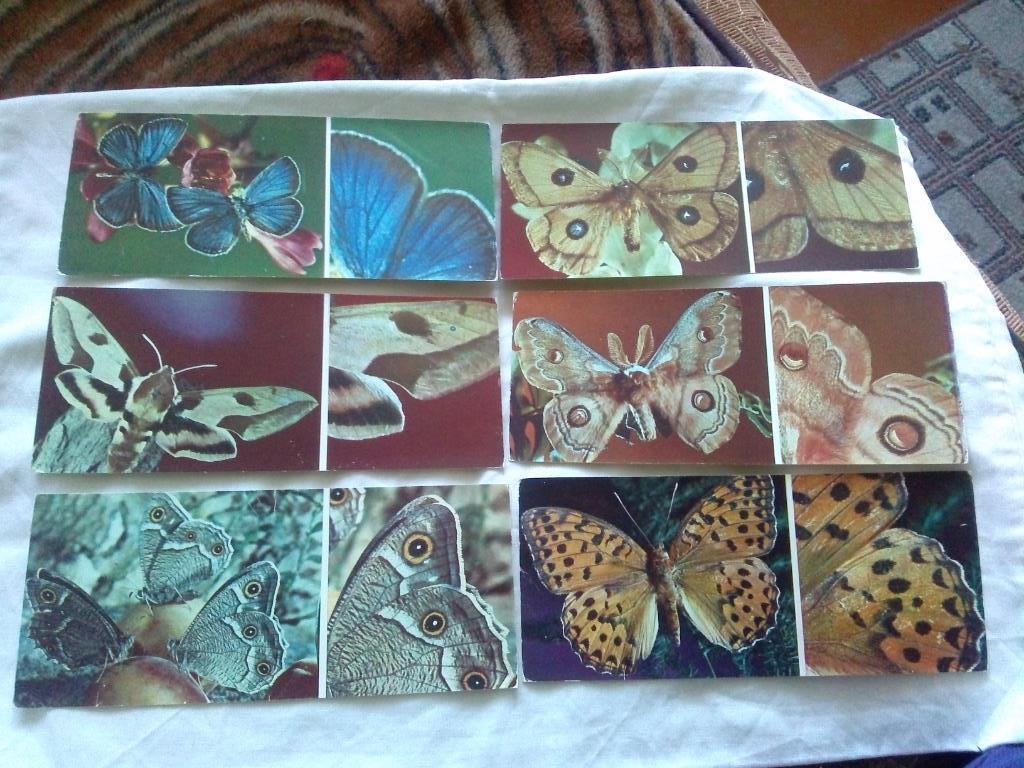 Бабочки ( Насекомые ) 1976 г. , полный набор - 17 открыток (чистые , в идеале) 3