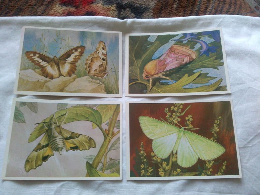 Бабочки (Насекомые) 1983 г. полный набор - 16 открыток (чистые , в идеале) 2