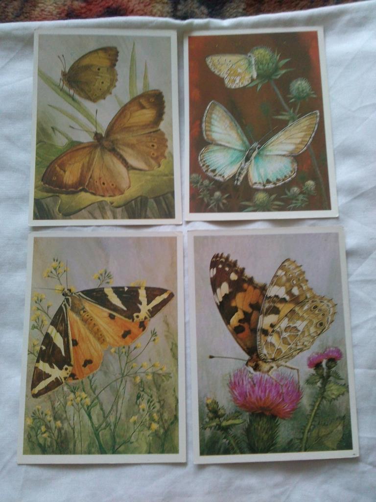 Бабочки (Насекомые) 1983 г. полный набор - 16 открыток (чистые , в идеале) 4